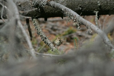 Kolibkárik pri hniezde